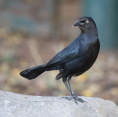 Greater Antillean Grackle photo 2