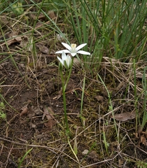 Ornithogalum woronowii