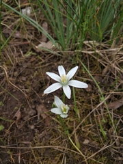Ornithogalum woronowii