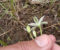 Ornithogalum woronowii