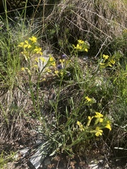 Erysimum rhaeticum