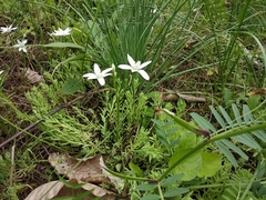 Ornithogalum woronowii