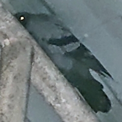 Columba livia domestica