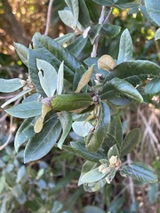 Anastrabe integerrima