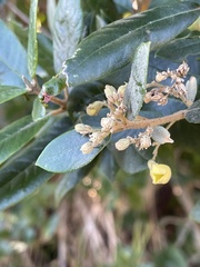 Anastrabe integerrima