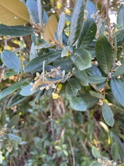 Anastrabe integerrima