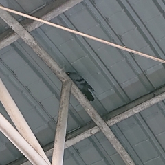 Columba livia domestica