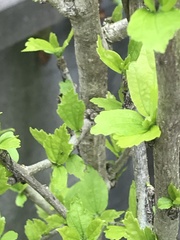 Hibiscus