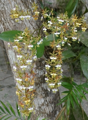Epidendrum stamfordianum