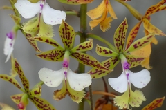 Epidendrum stamfordianum