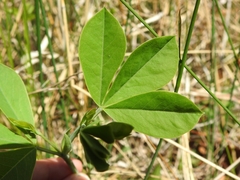 Sophoreae