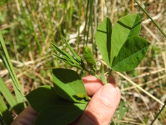 Sophoreae