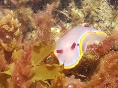Felimida purpurea