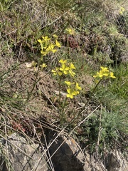 Erysimum rhaeticum