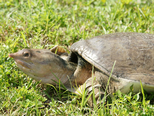 Florida Softshell Turtle