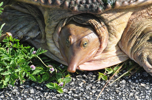 Florida Softshell Turtle