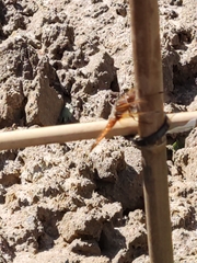 Crocothemis erythraea