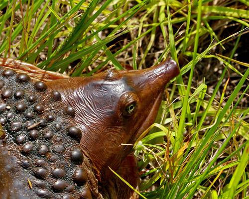 Florida Softshell Turtle