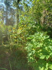 Tithonia diversifolia image