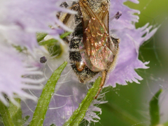 Strepsiptera