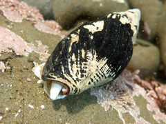 Atrimitra idae
