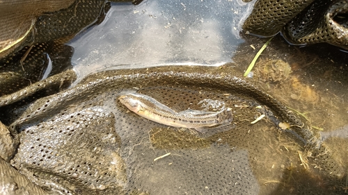 Italian golden loach (Sabanejewia larvata) — Cobitidae — 3
