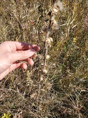 Liatris ligulistylis