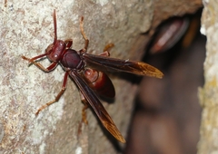 Polistes franciscanus
