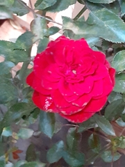 Rosa