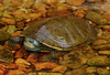 Northern Map Turtle - Photo (c) Peter Paplanus, some rights reserved (CC BY)