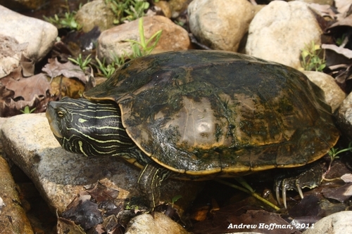 Northern Map Turtle