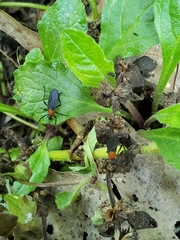 Plecia americana