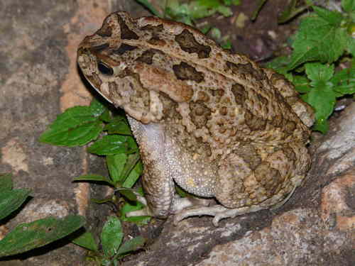 Sclerophrys gutturalis