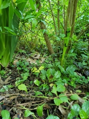 Plecia americana