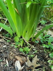 Plecia americana