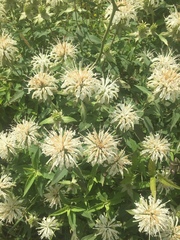 Monarda stipitatoglandulosa