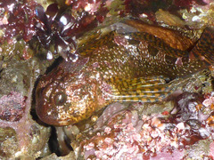 Clinocottus recalvus