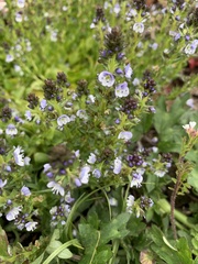 Veronica serpyllifolia