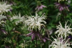 Monarda stipitatoglandulosa