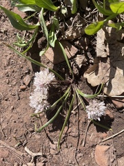 Allium brandegeei