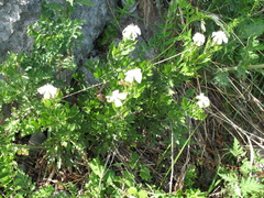 Clematis hexapetala