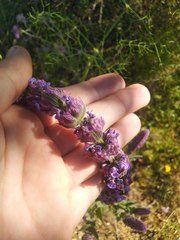 Nepeta tuberosa