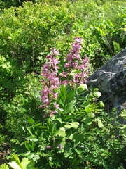 Dictamnus dasycarpus