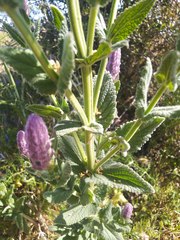 Nepeta tuberosa