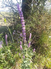 Nepeta tuberosa