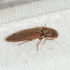 Melanotus opacicollis