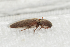 Melanotus opacicollis