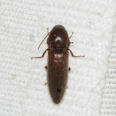 Melanotus opacicollis