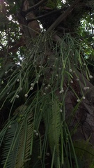 Rhipsalis baccifera