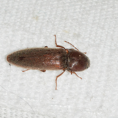Melanotus opacicollis